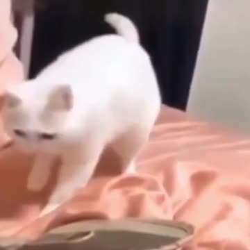 SO CUTE ! 2021 cats and dogs do the mess around