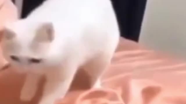 SO CUTE ! 2021 cats and dogs do the mess around