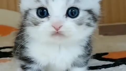 Cute cat