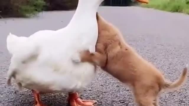 Cute duck with puppy