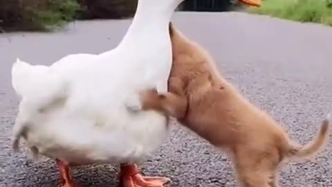 Cute duck with puppy