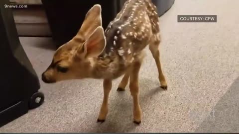 Reason why you should never touch small fawn