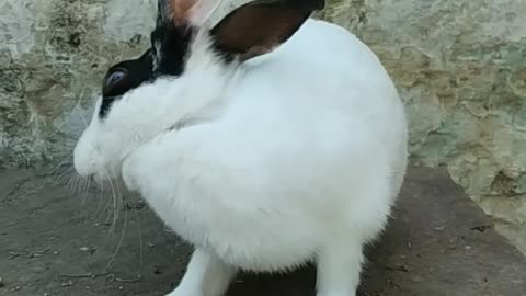 🐇🐇🐇 rabbit eating food