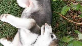 Tired Pups Under a Tree