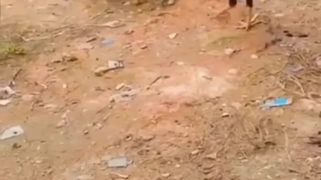 TRY NOT TO LAUGH # Animals lover