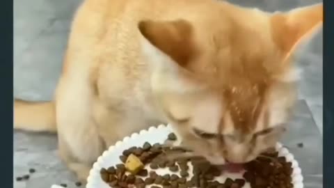 Cat Funny video