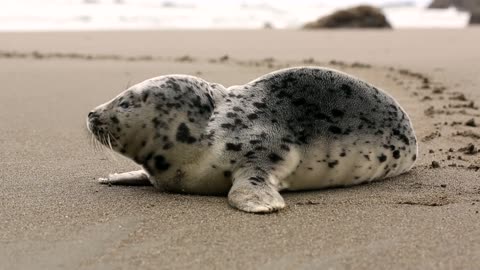 beautiful seal on the beach