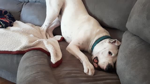 Dogo-argentino in a feisty mood