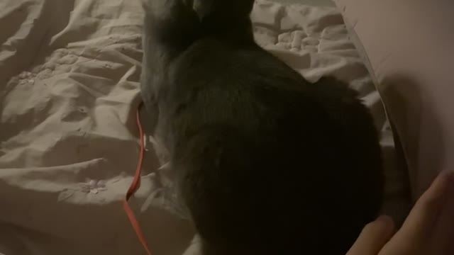 A cat that answers when touched