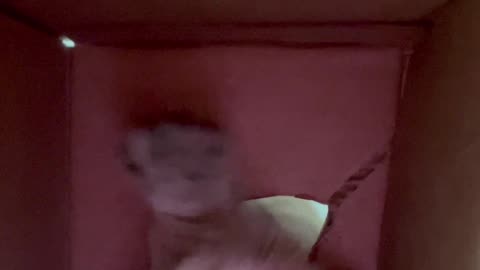 Box's POV As Cat Plays