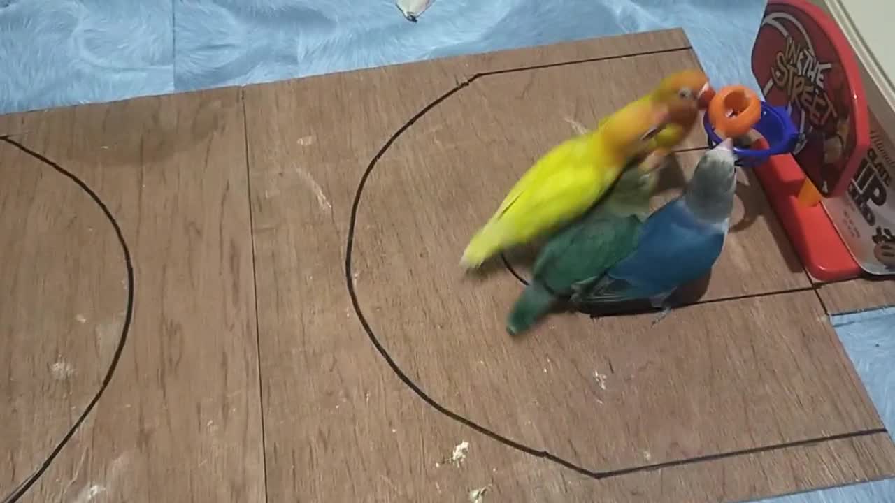 2v2 Bird Basketball Championship