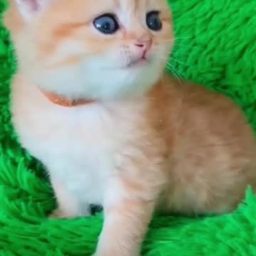 milie, fluffy cats#kittens #animals #cute #funnycats #cats