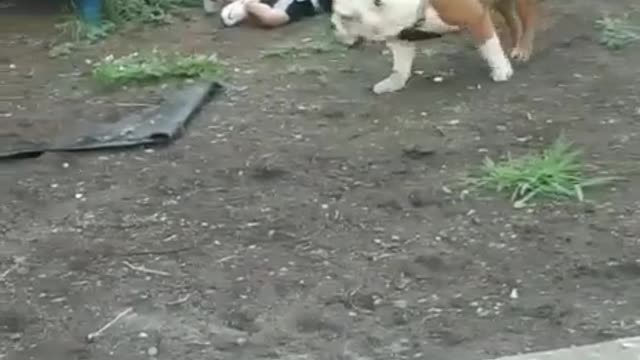 Dog Puts Kid in the Dirt