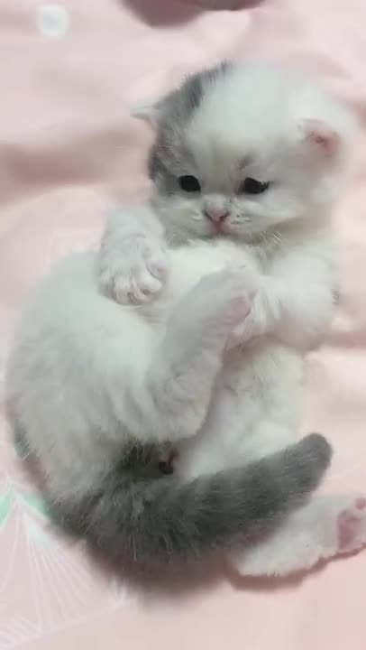 Aww Cute Cats Videos 🐱 #catmeow Funny Cats Videos 😹 Cute Baby Cats Videos ❤️ Kitten #shorts Vol74