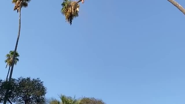 Funny tree cutting