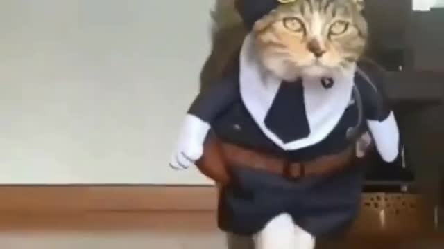 Cat Funny Dance + Catwalk 😂🥵