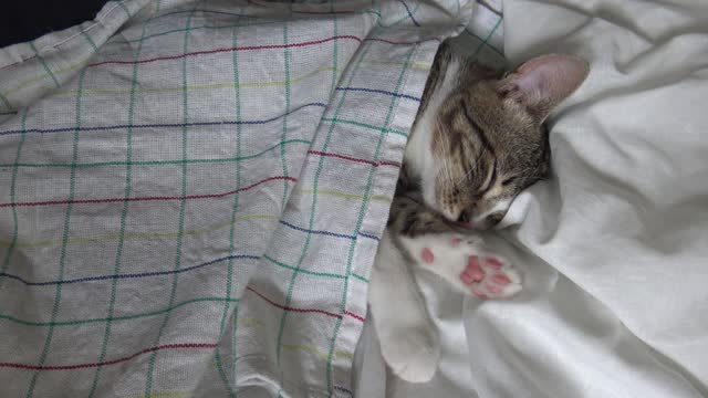 A Cat Under Cover