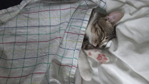 A Cat Under Cover