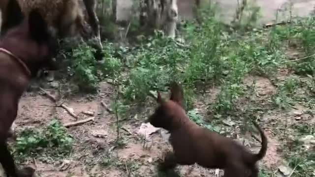 The dog drove the sheep across the stream