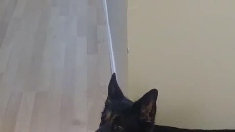 Trying to scare a german shepherd