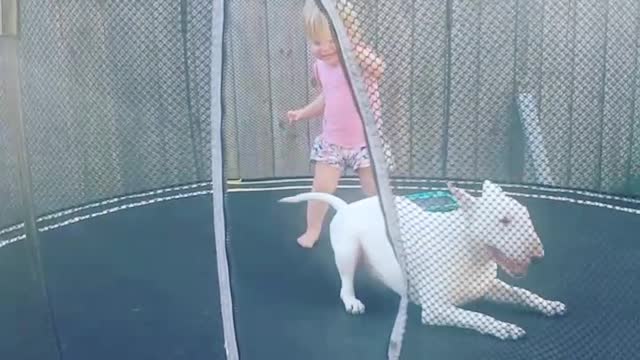 Playful dog absolutely loves jumping on trampoline