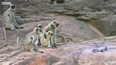 Baby Monkey Mistaken for Dead and Mourned by Troop (FULL CLIP) | Spy In The Wild | BBC Earth