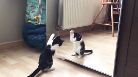 #Funny Cat And mirror