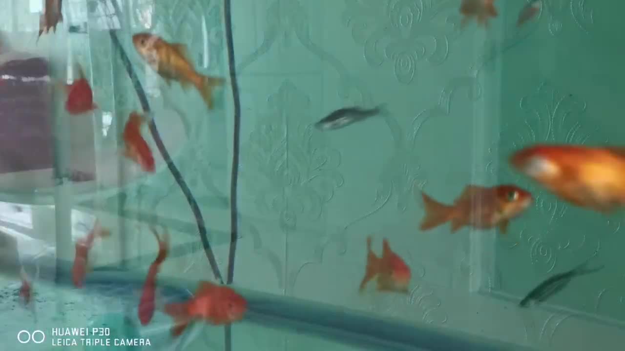 beautiful fish