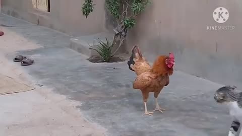 Hen Vs Cat real fight animals fight fighting between Roosters