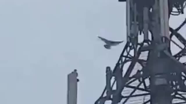 Birds understand the 5G disruption and attack tower