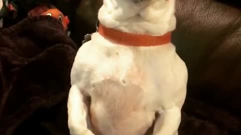 White dog with brown face sitting up on black couch