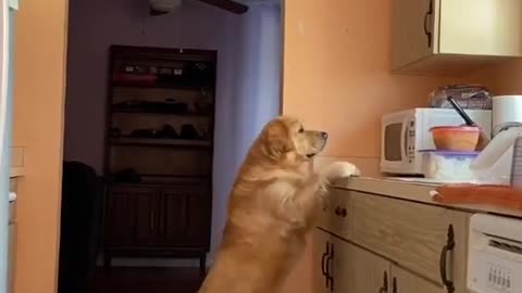 Golden retriever caught stealing food from the counter