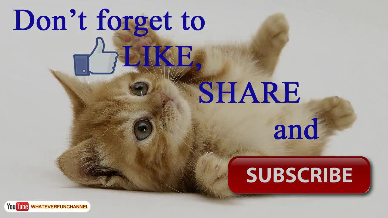 Cat funny video