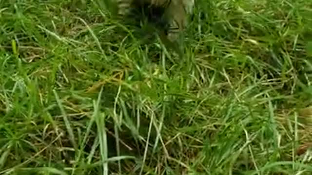 7 Goldendoodles discover sprinkler action 9.16.21