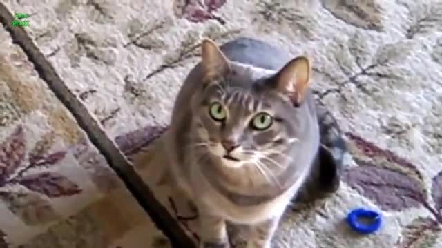 Funny cats and kitten compilation