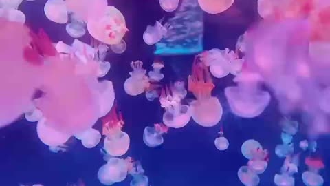 Wow, colorful jellyfish!