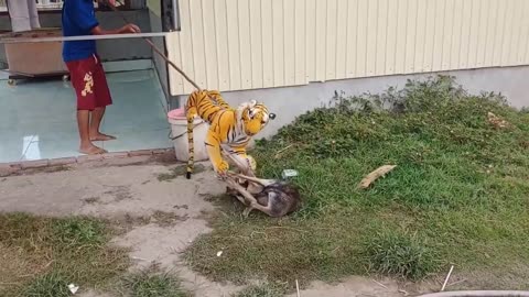 The fake tiger plays tricks on the dog