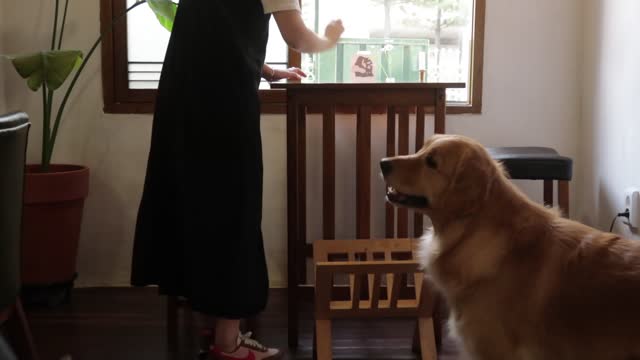 A retriever watching his dad catch bugs.