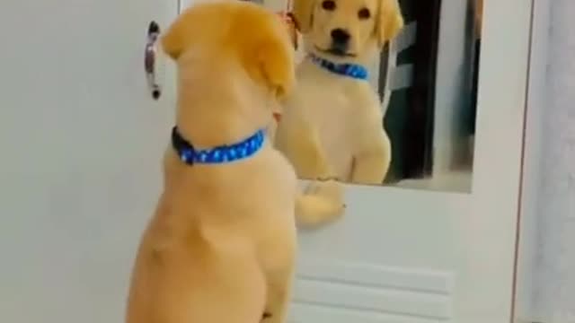 Puppy completely baffled by his mirror reflection