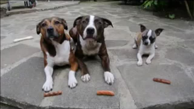 Funny videos - Funny Dogs- Funny Dogs Videos- Best funny videos Compilation