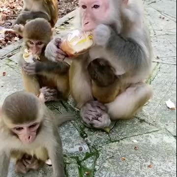 Monkey eating