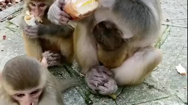 Monkey eating