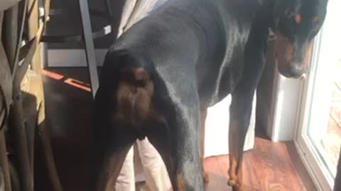 Little cat taking on full grown Doberman