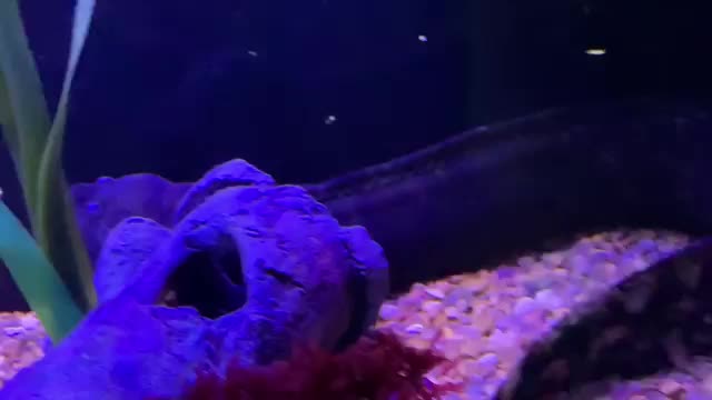 Raising baby sharks egg in aquarium