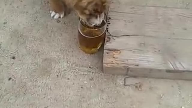 dog drinking beer