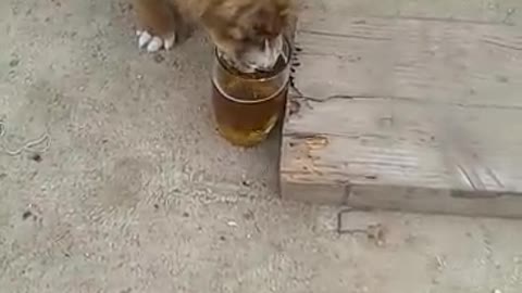 dog drinking beer