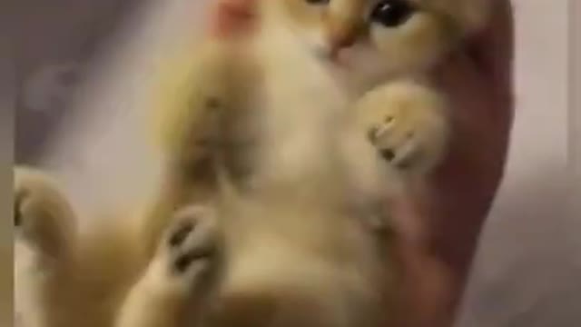 Cute cat funny video 2022😂🤣🤣😂