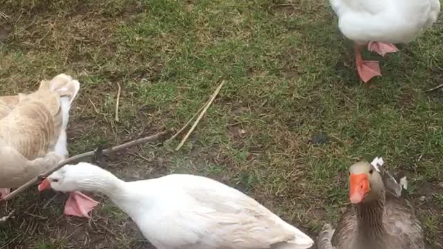 Get your geese to come when you call them