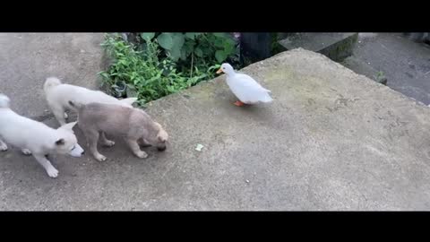 Great white duck eating hay