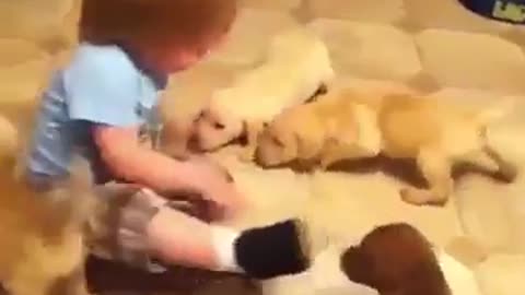 babies and cute dogs playing